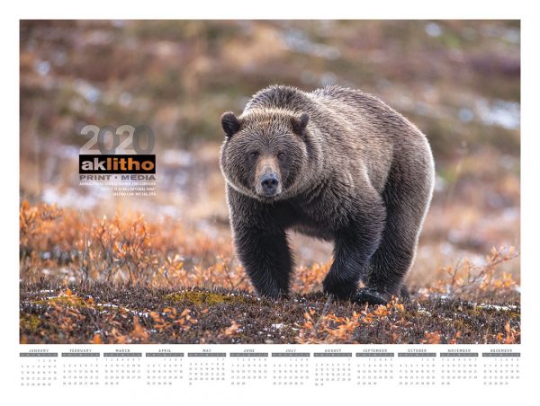 Alaska Litho's 2020 poster calendar with a photo of a Grizzly bear in Denali National Park by Jodi Garrison
