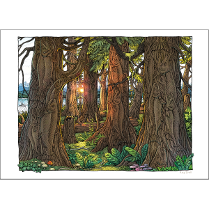 Salmon Forest