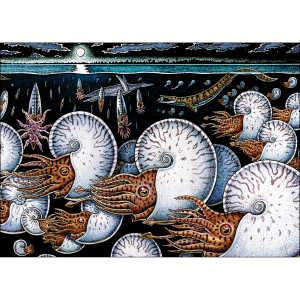 Night of the Ammonites