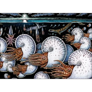 Night of the Ammonites